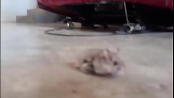 El hamster es de mi amiga en realidad