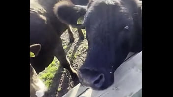 Just a happy hippie country girl talking to cows and to you d #tattooart #blackwork #blackworktattoo #bodysuit #faceta