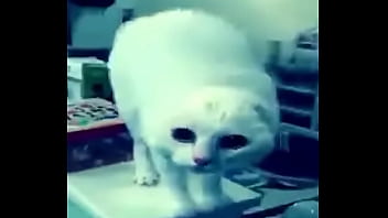 El divertido ciclo de gatitios divertidos El divertido ciclo de gatitios divertidos