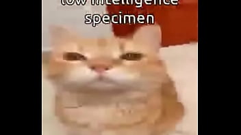 El divertido ciclo de gatitios divertidos