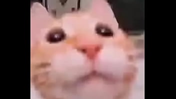 El divertido ciclo de gatitios divertidos