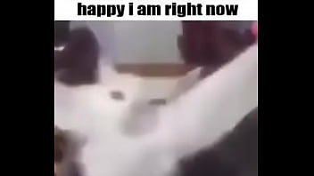 El divertido ciclo de gatitios divertidos