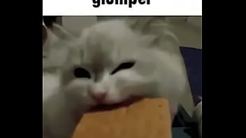 El Divertido Ciclo De Gatitios Divertidos thumbnail