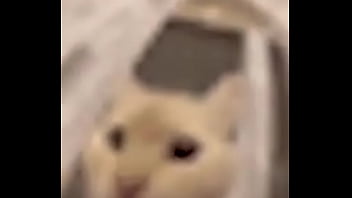 El divertido ciclo de gatitios divertidos