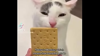 El divertido ciclo de gatitios divertidos