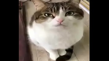 El divertido ciclo de gatitios divertidos