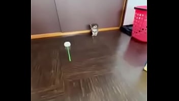 El divertido ciclo de gatitios divertidos