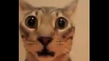 El divertido ciclo de gatitios divertidos