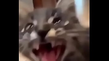 El Divertido Ciclo De Gatitios Divertidos thumbnail