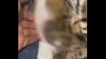 El divertido ciclo de gatitios divertidos