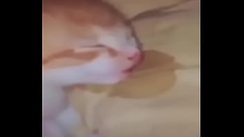 El divertido ciclo de gatitios divertidos