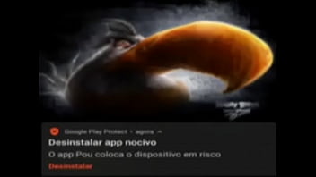 Top 5 imagens fodas de pássaros Top 5 imagens fodas de pássaros