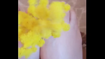 Piedini profumati di mimosa