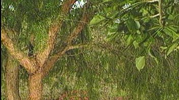 Pacific Sun Travlin Wild Scene 3 thumbnail