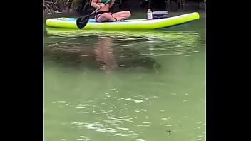 Yesterday i got to paddle beside this big girl for most of the river so fun hanging out with manatees