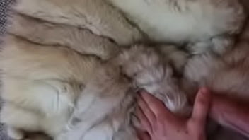 Teasing my dick in fur coat