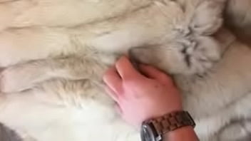 Teasing my dick in fur coat