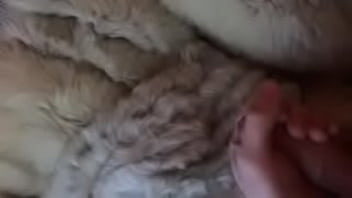 Teasing my dick in fur coat