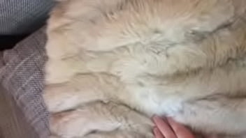 Teasing my dick in fur coat