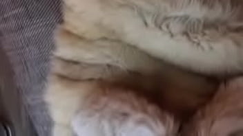 Teasing My Dick In Fur Coat thumbnail