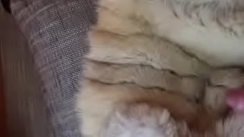 Teasing my dick in fur coat