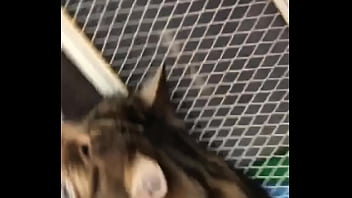 Indian beastialittty enjoyer shoes his love to lucky