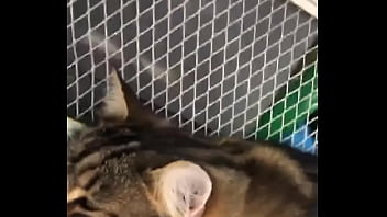 Indian beastialittty enjoyer shoes his love to lucky