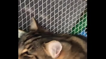 Indian beastialittty enjoyer shoes his love to lucky