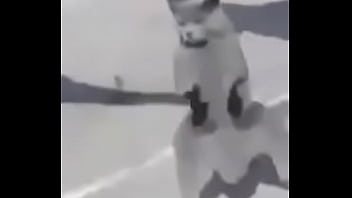 Gato dando sus pasos prohibidos bien paja