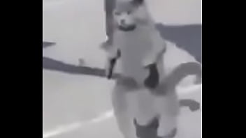 Gato dando sus pasos prohibidos bien paja