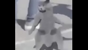 Gato dando sus pasos prohibidos bien paja