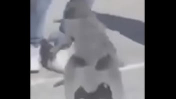 Gato dando sus pasos prohibidos bien paja