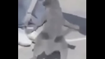 Gato dando sus pasos prohibidos bien paja