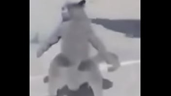 Gato dando sus pasos prohibidos bien paja