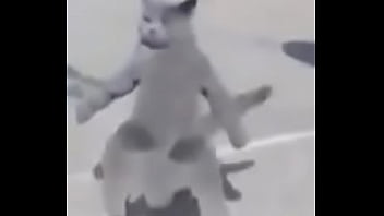 Gato dando sus pasos prohibidos bien paja