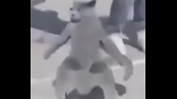 Gato dando sus pasos prohibidos bien paja