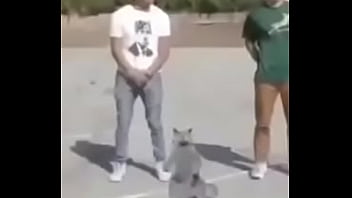 Gato dando sus pasos prohibidos bien paja