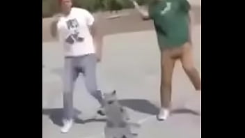 Gato dando sus pasos prohibidos bien paja