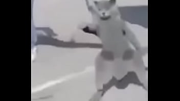 Gato dando sus pasos prohibidos bien paja