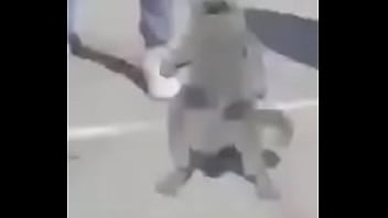 Gato dando sus pasos prohibidos bien paja