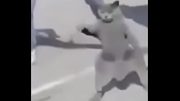 Gato dando sus pasos prohibidos bien paja