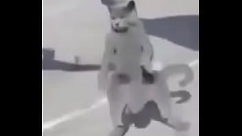 Gato dando sus pasos prohibidos bien paja