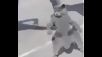 Gato dando sus pasos prohibidos bien paja