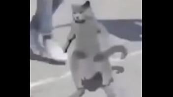 Gato dando sus pasos prohibidos bien paja