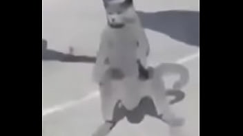 Gato dando sus pasos prohibidos bien paja