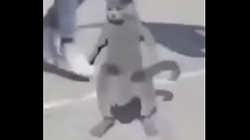 Gato dando sus pasos prohibidos bien paja