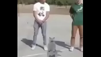 Gato dando sus pasos prohibidos bien paja