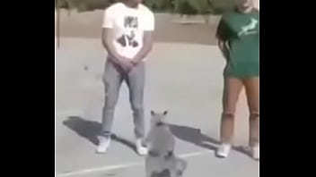 Gato dando sus pasos prohibidos bien paja