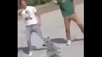 Gato dando sus pasos prohibidos bien paja