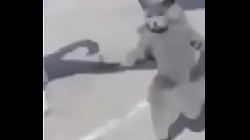 Gato dando sus pasos prohibidos bien paja